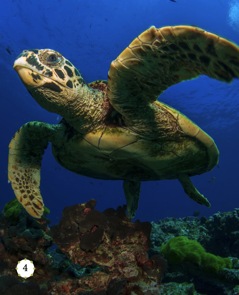 My Favorite Animal: Turtles — page 1