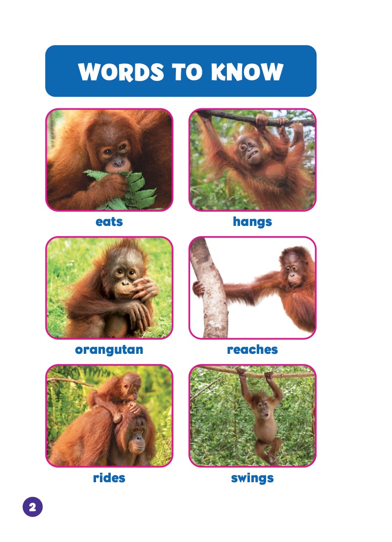 Rain Forest Babies: Orangutan Infants — page 1