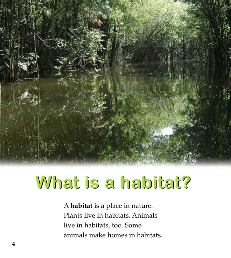A Rainforest Habitat — page 1