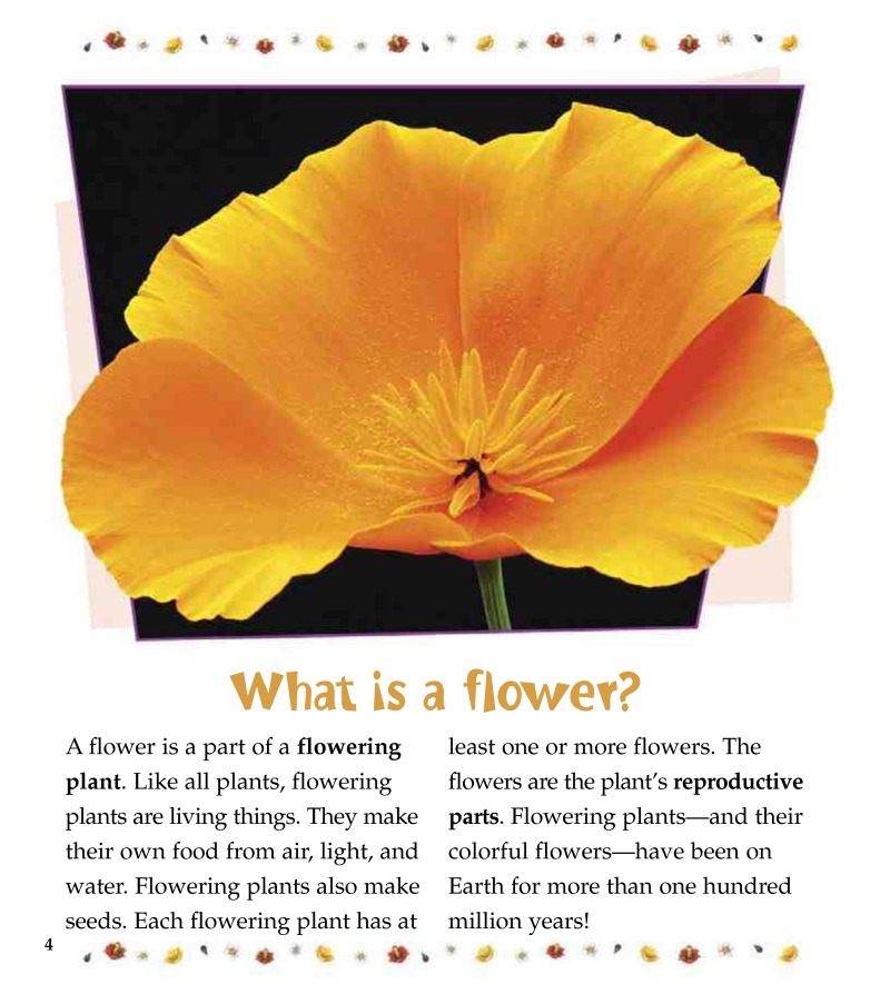 The Life Cycle of a Flower — page 1