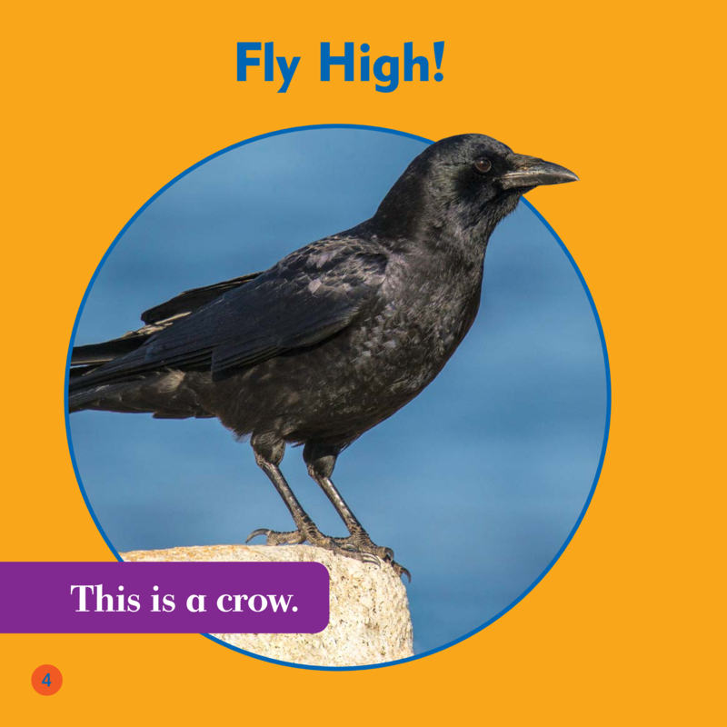 Spot the Differences: Crow or Raven? — page 1