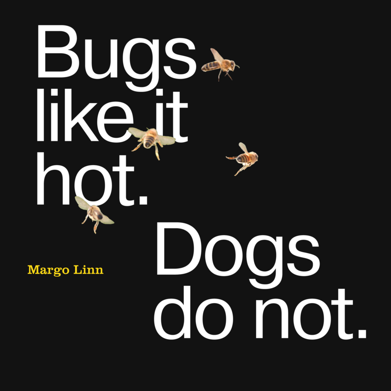 Bugs Like it Hot, Dogs Do Not book cover