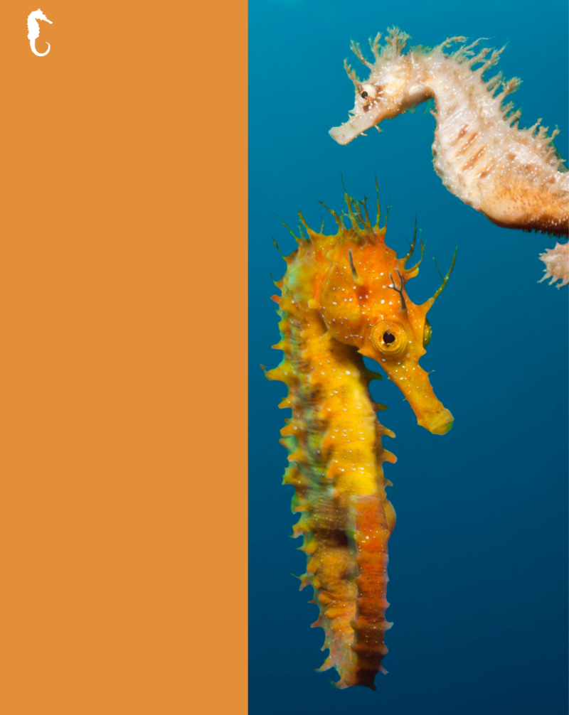 Seahorses / Los caballitos de mar — page 1