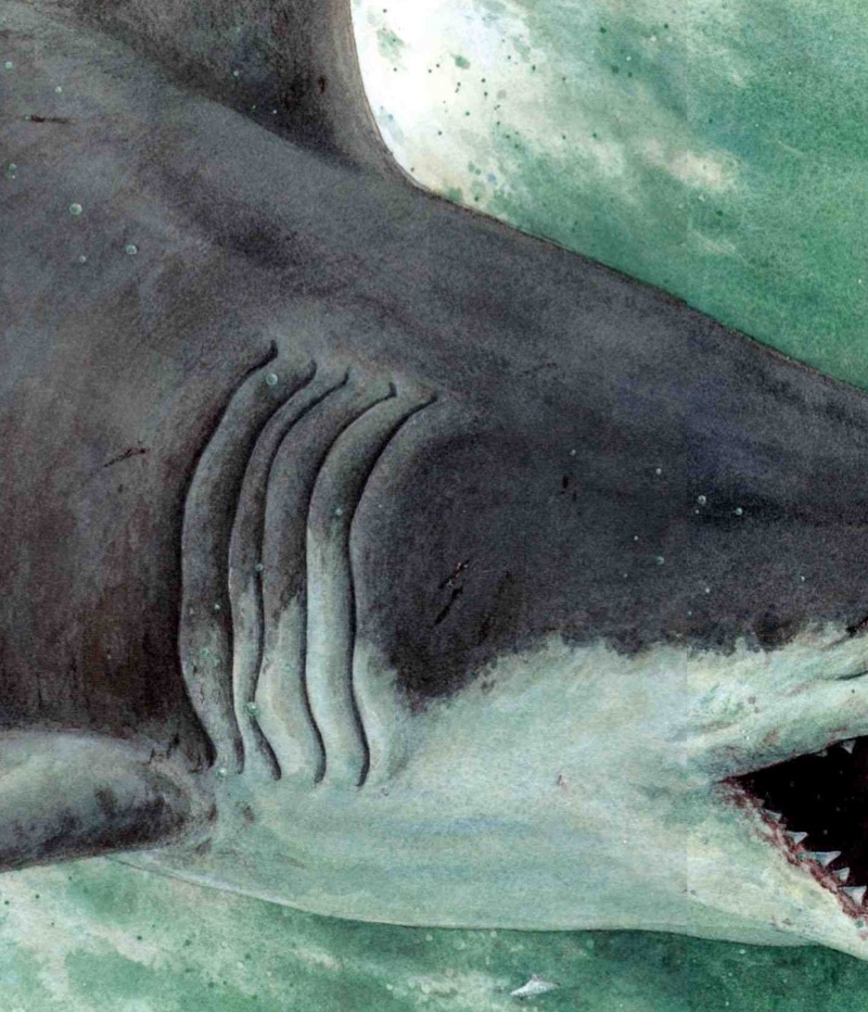 Giant Shark: Megalodon, Prehistoric Super Predator — page 1