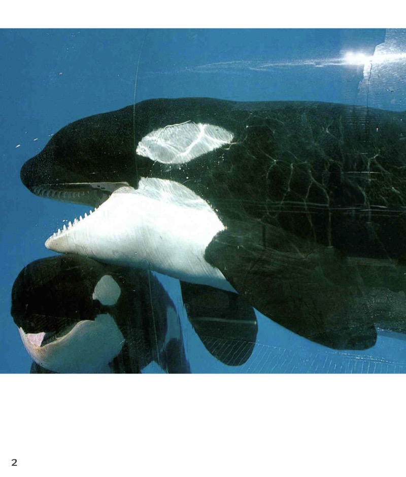 Killer Whale — page 1