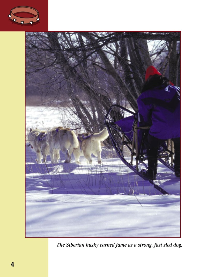 Eye To Eye With Dogs: Siberian Huskies — page 1