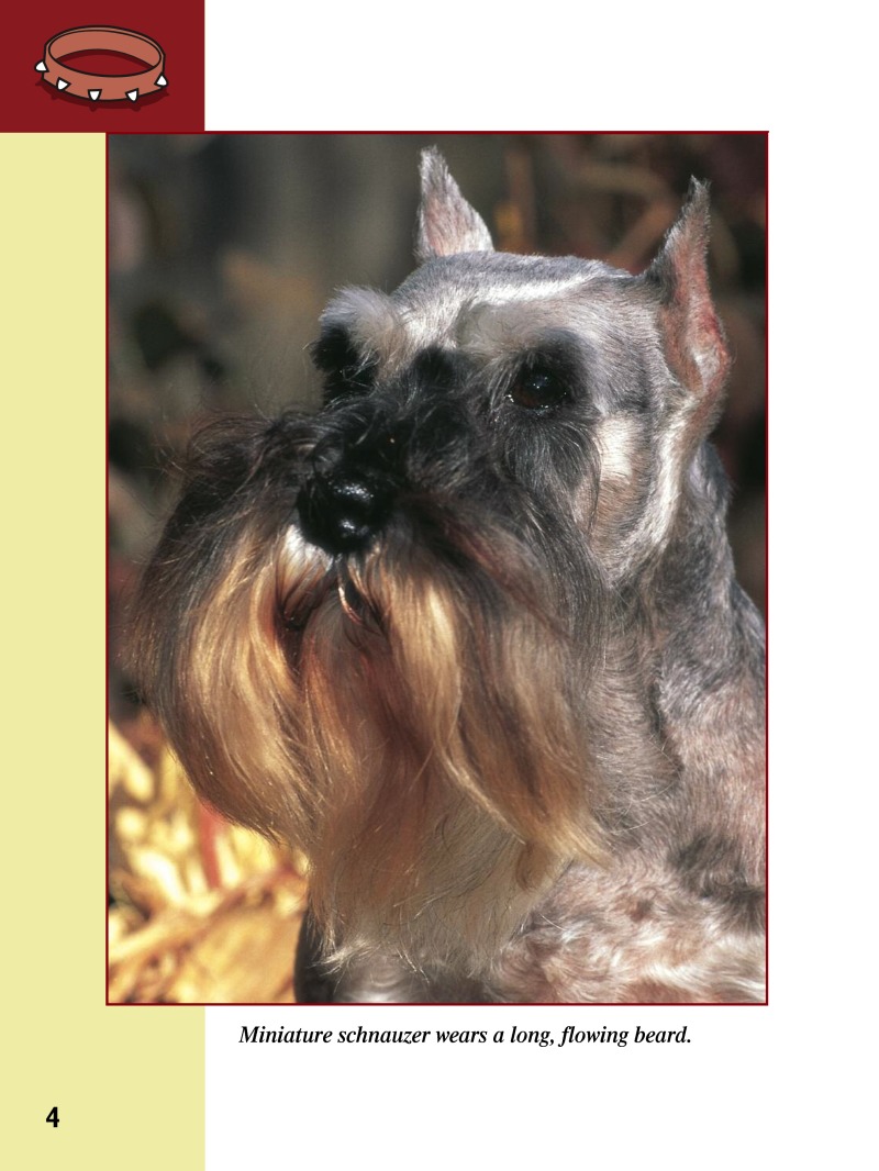 Eye To Eye With Dogs: Miniature Schnauzers — page 1