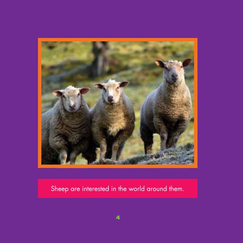 Farm Animals: Sheep — page 1