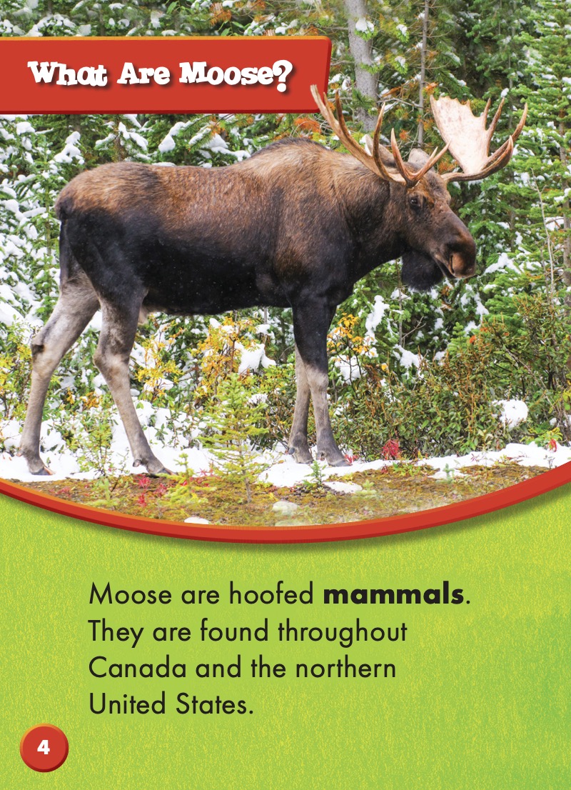 North American Animals: Moose — page 1
