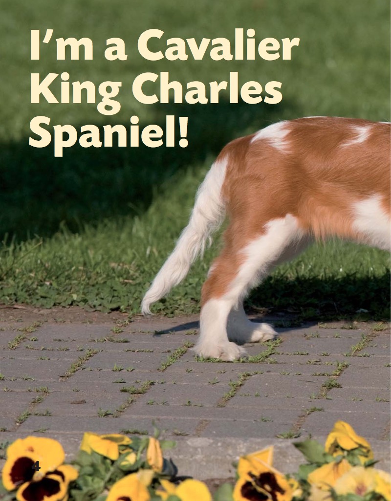 Cavalier King Charles Spaniel — page 1