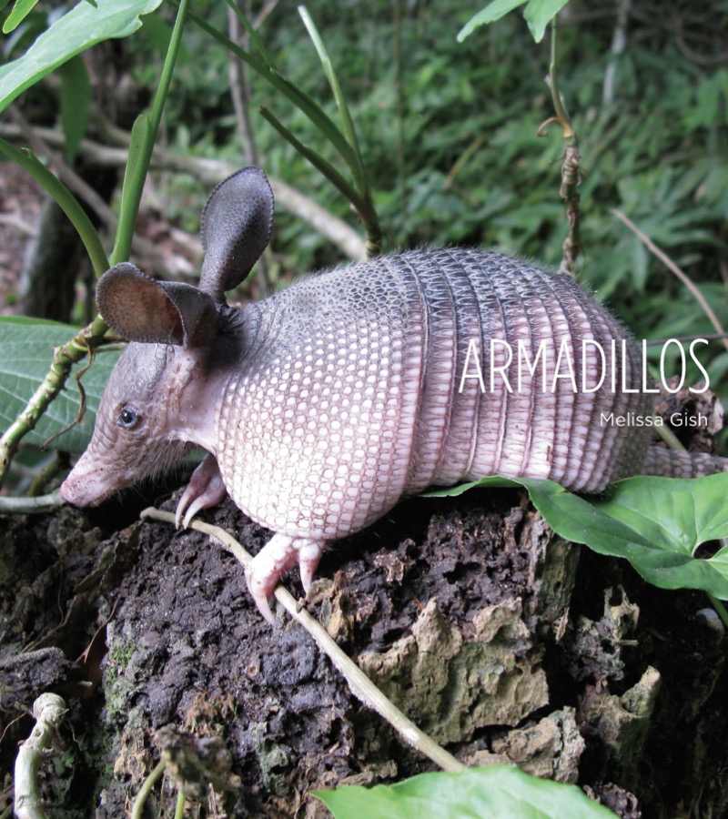 Armadillos book cover