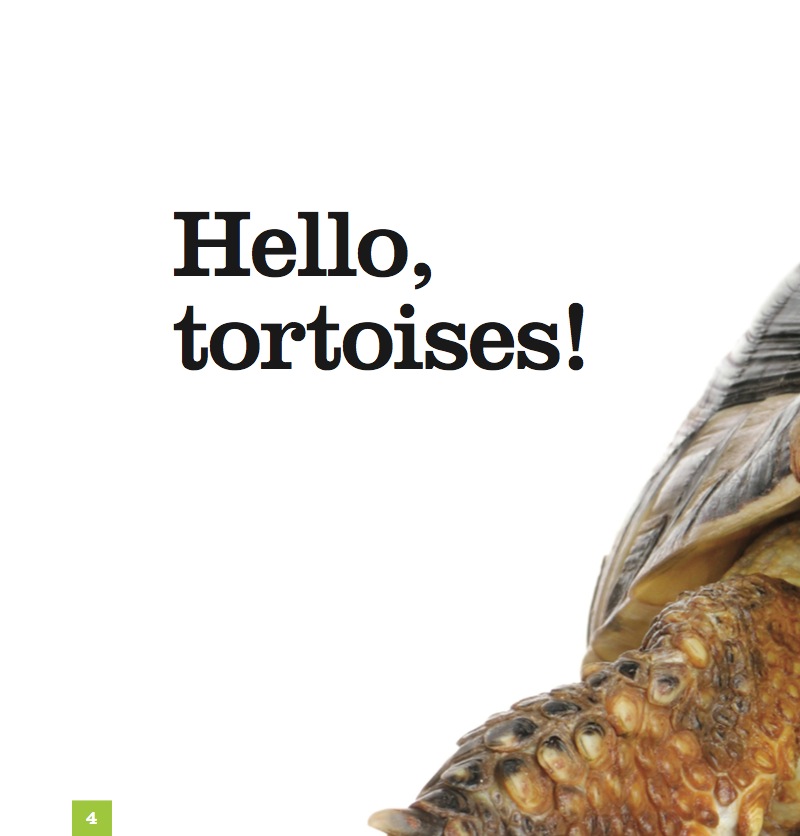 Tortoises — page 1