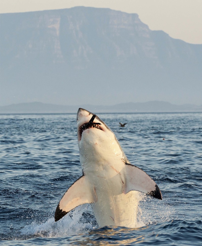 My Favorite Animal: Sharks — page 1