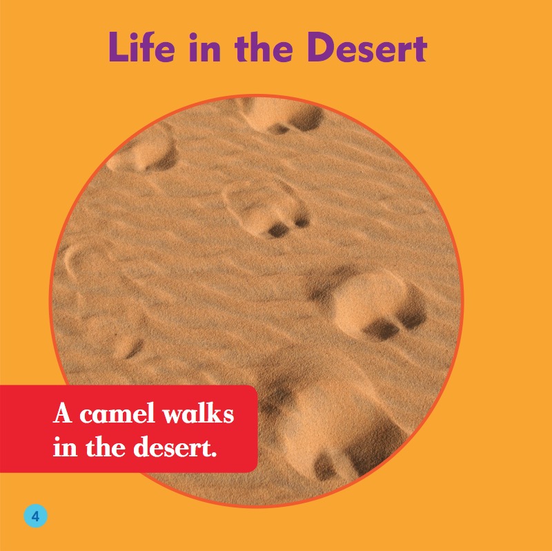 My First Animal Library: Camels — page 1