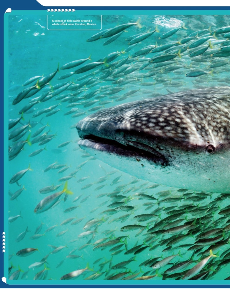 National Geographic Kids Mission: Shark Rescue — page 1
