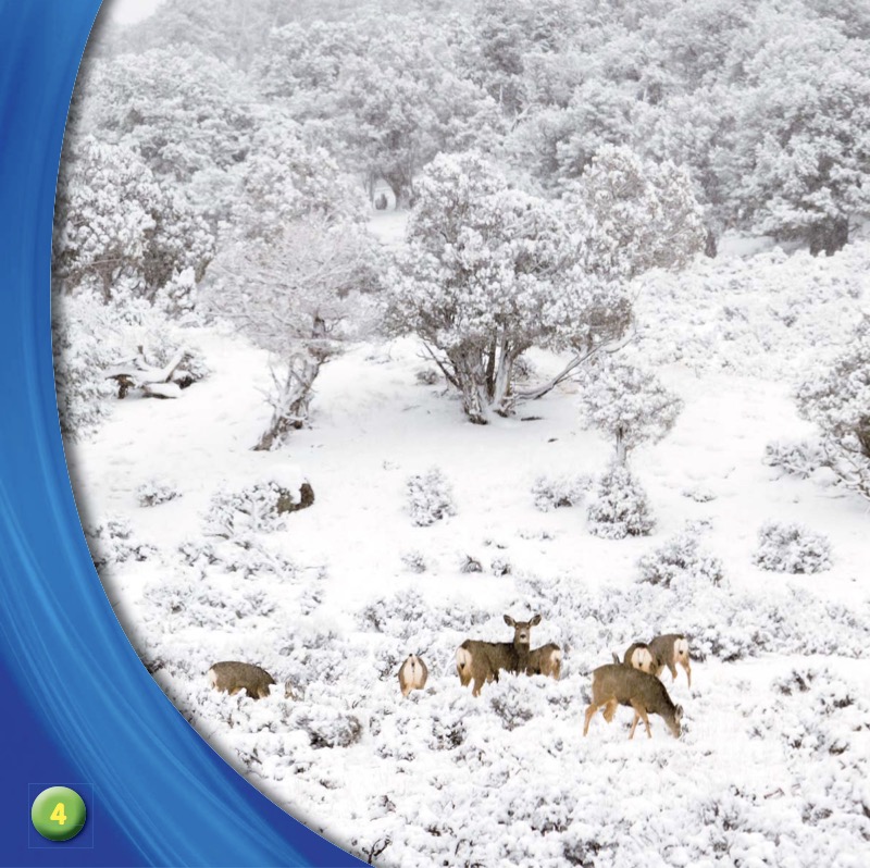 What Do Animals Do in Winter? — page 1