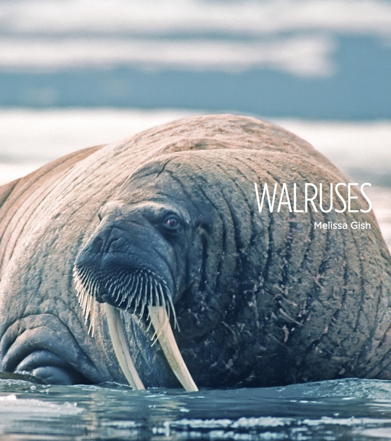 Walruses book cover