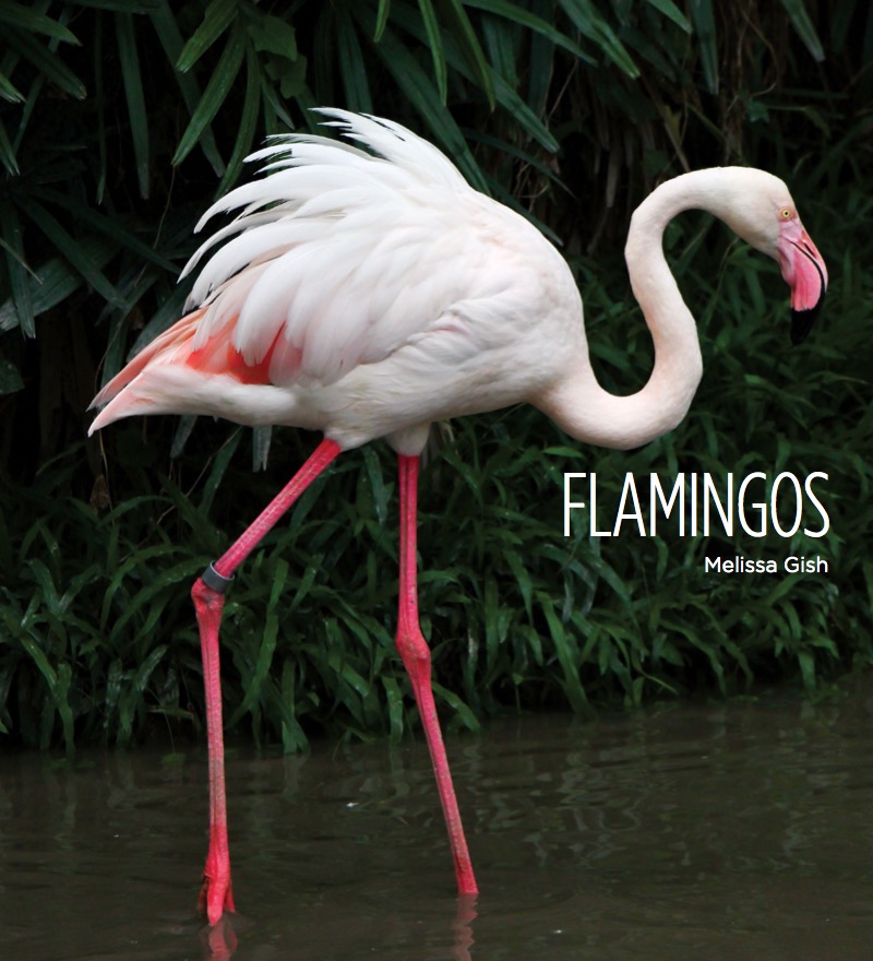 Flamingos book cover