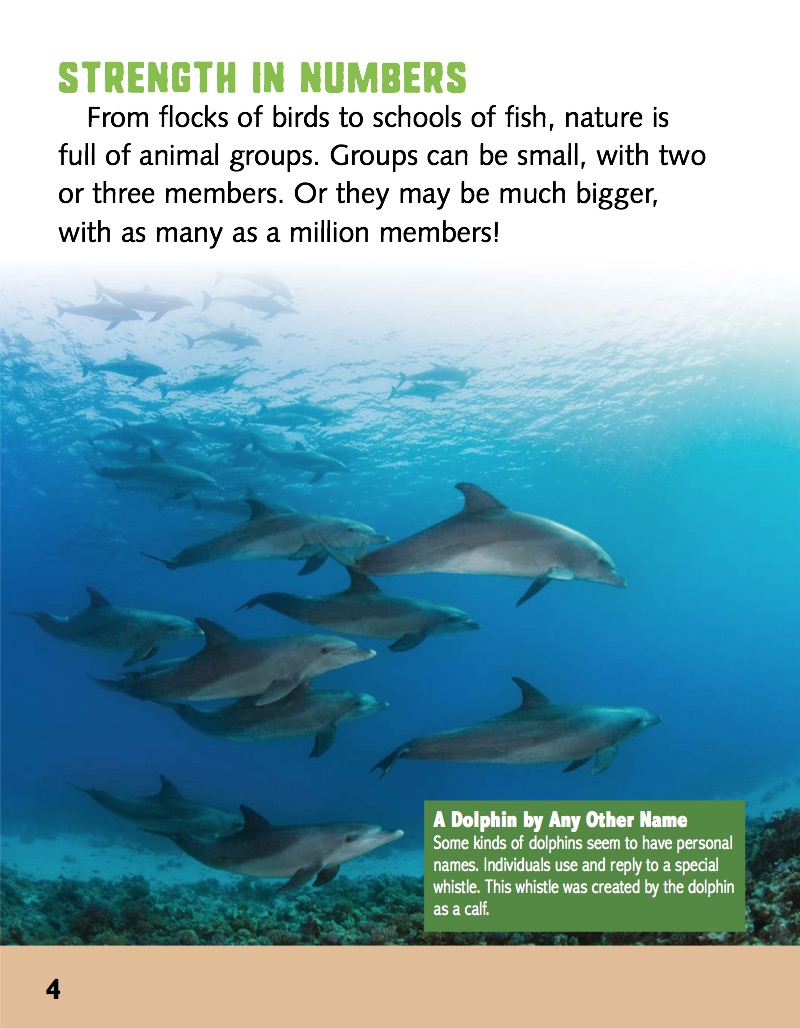 Animal Groups — page 1