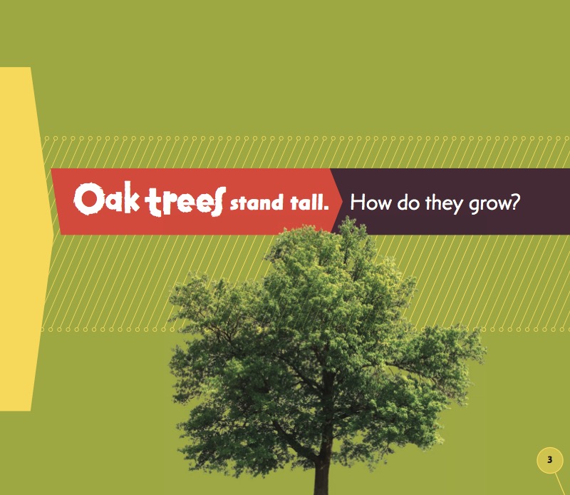 From Acorn to Oak Tree book cover