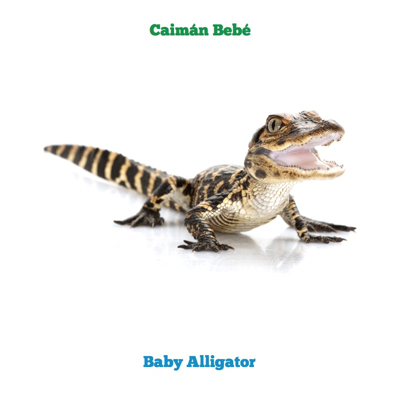 Animales Bebés/ Baby Animals — page 1