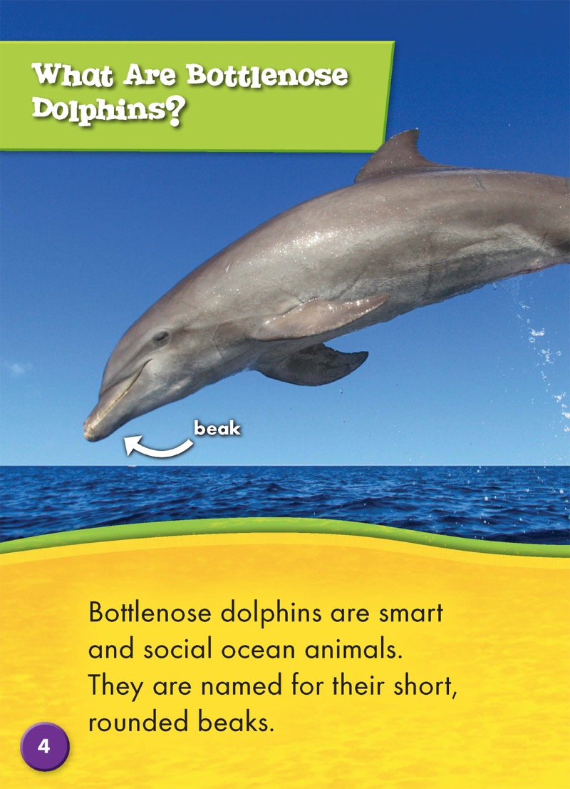 Bottlenose Dolphins — page 1