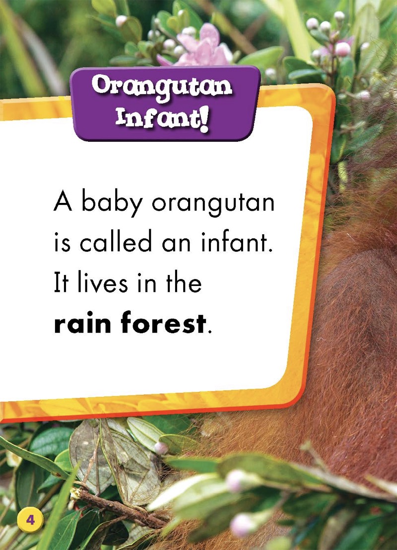 Super Cute! Baby Orangutans — page 1