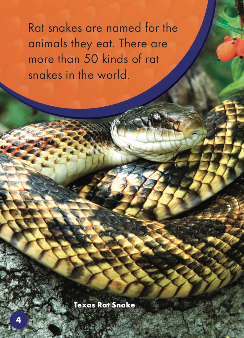Rat Snakes — page 1