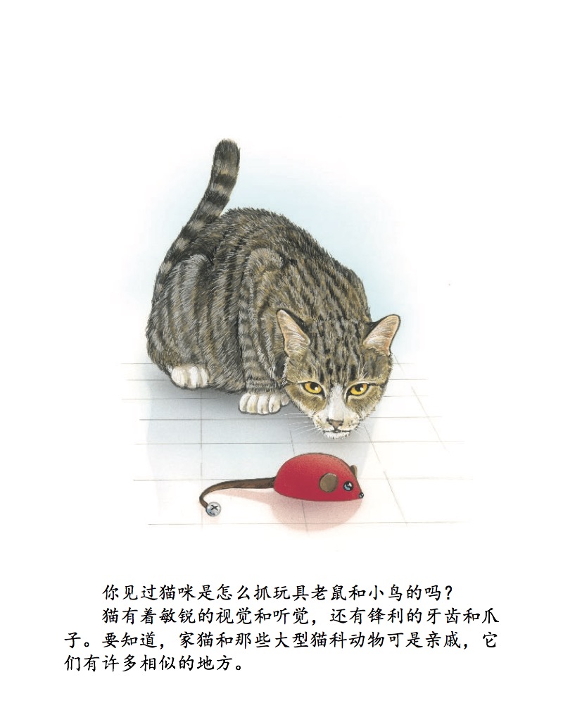 猫科动物! — page 1