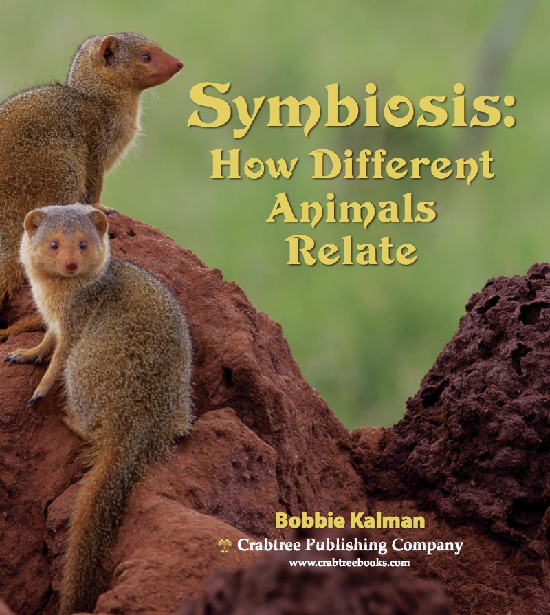Symbiosis: How Different Animals Relate book cover