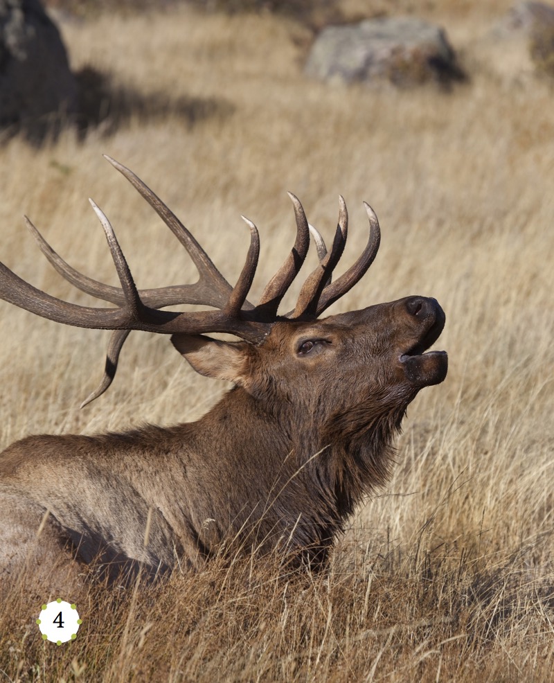 My Favorite Animal: Elk — page 1