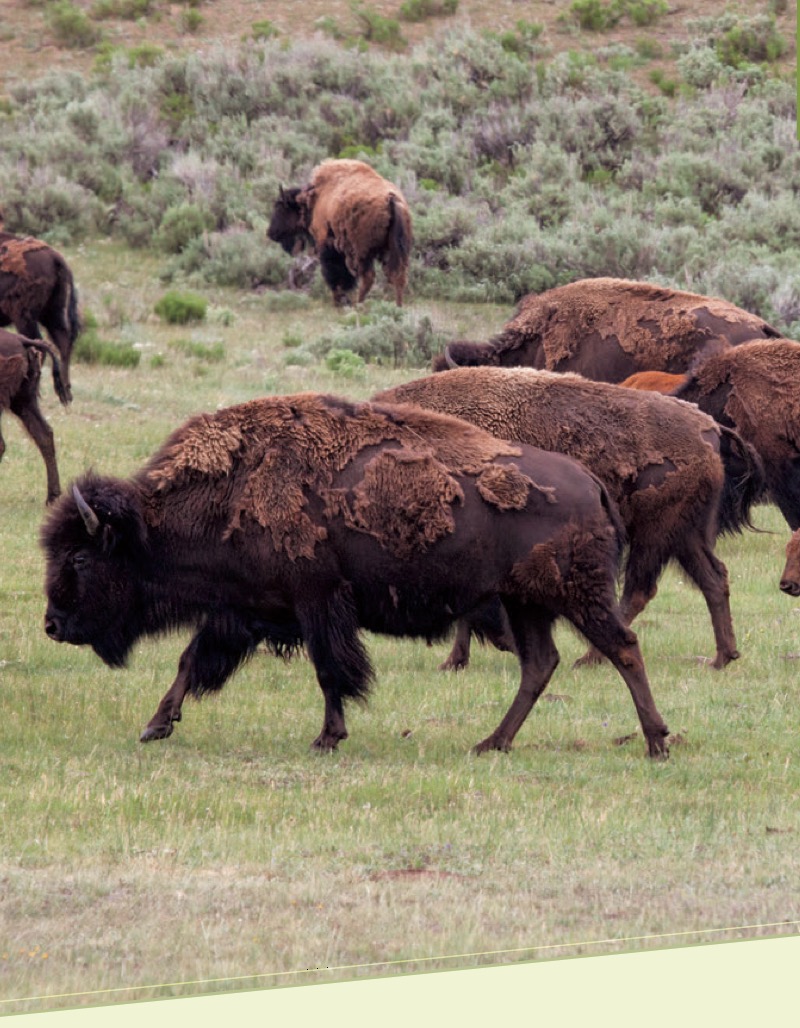 American Bison — page 1