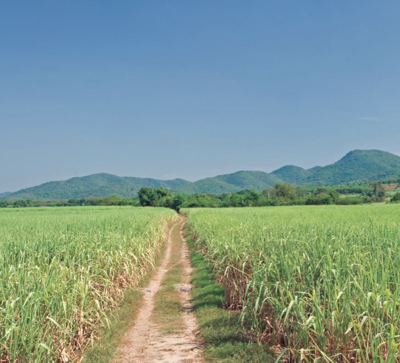 Inside the Sugar Industry — page 1