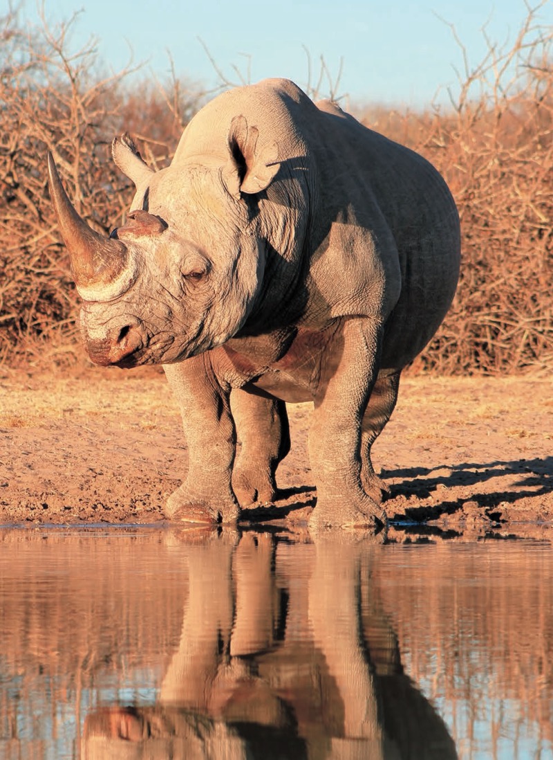 We Need African Rhinos — page 1