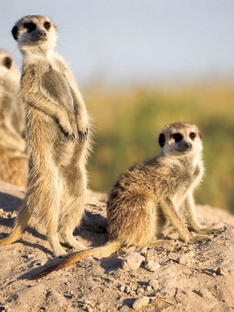 Animals of Africa: Meerkats — page 1