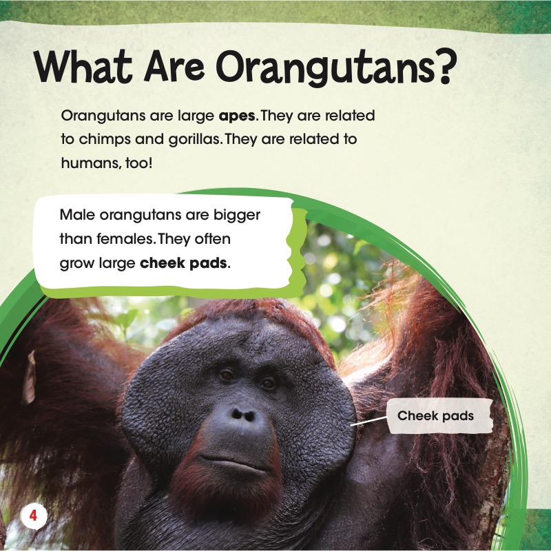 Animals in Danger: Orangutans — page 1