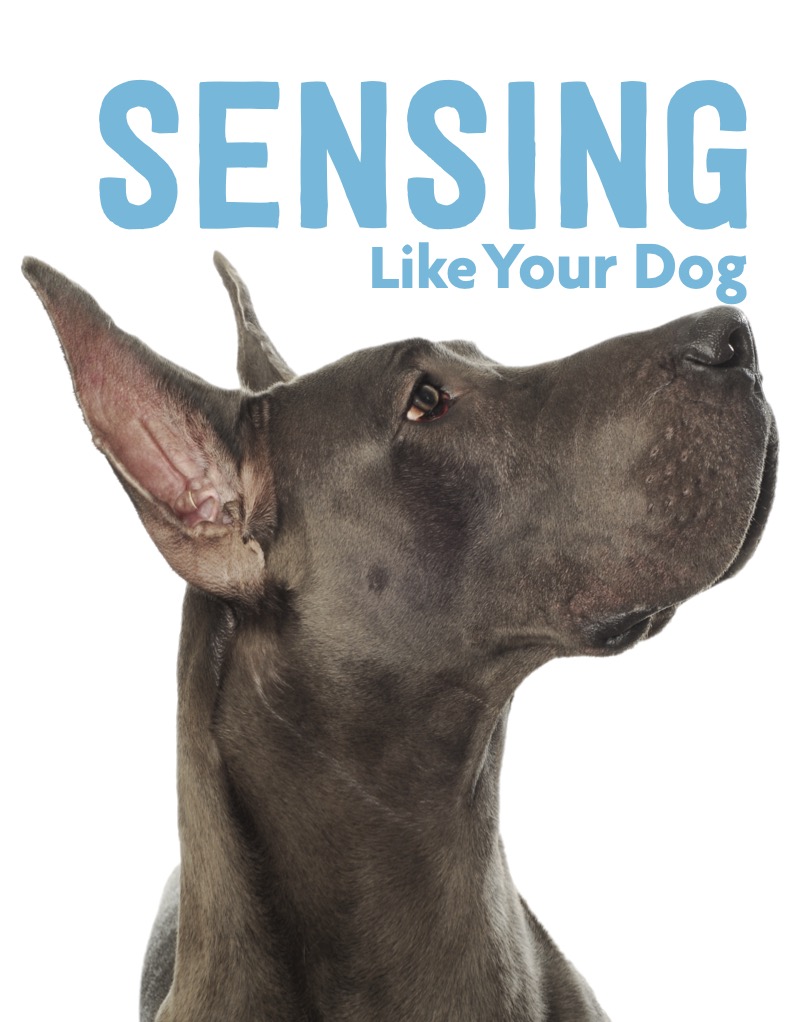 Sensing Like Your Dog book cover