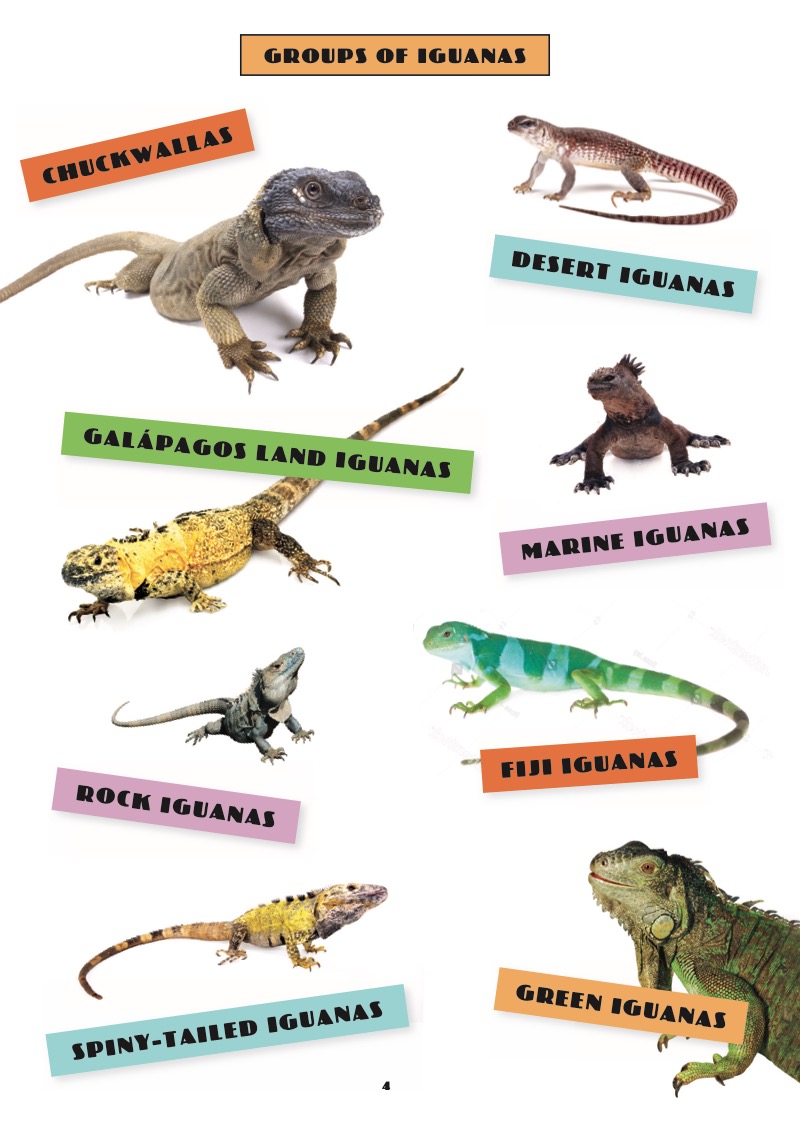 Iguanas — page 1