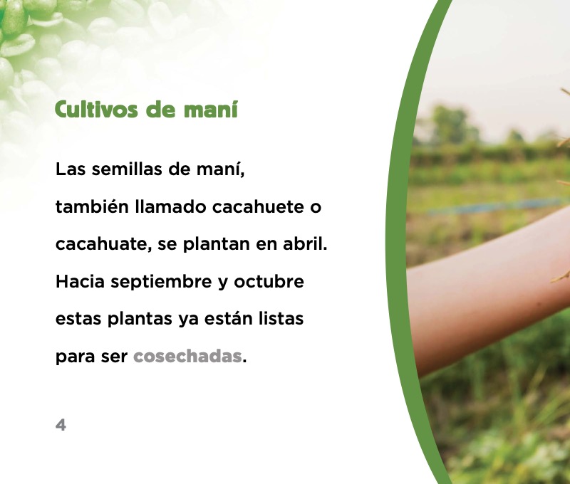 ¿Cómo se hace la mantequilla de maní? — page 1