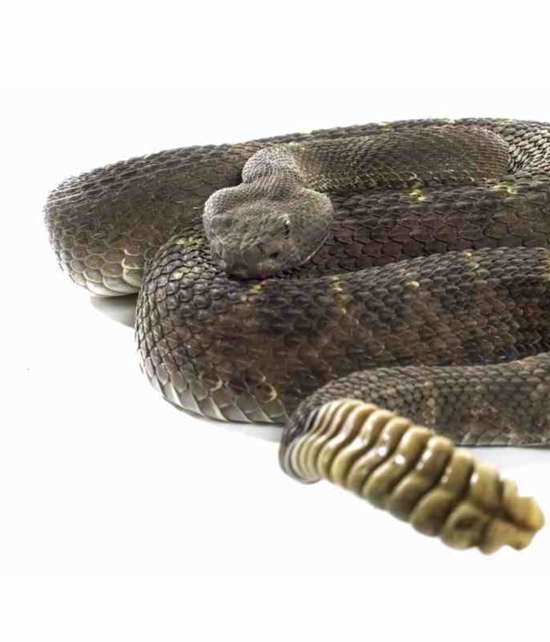 My Favorite Animal: Rattlesnakes — page 1