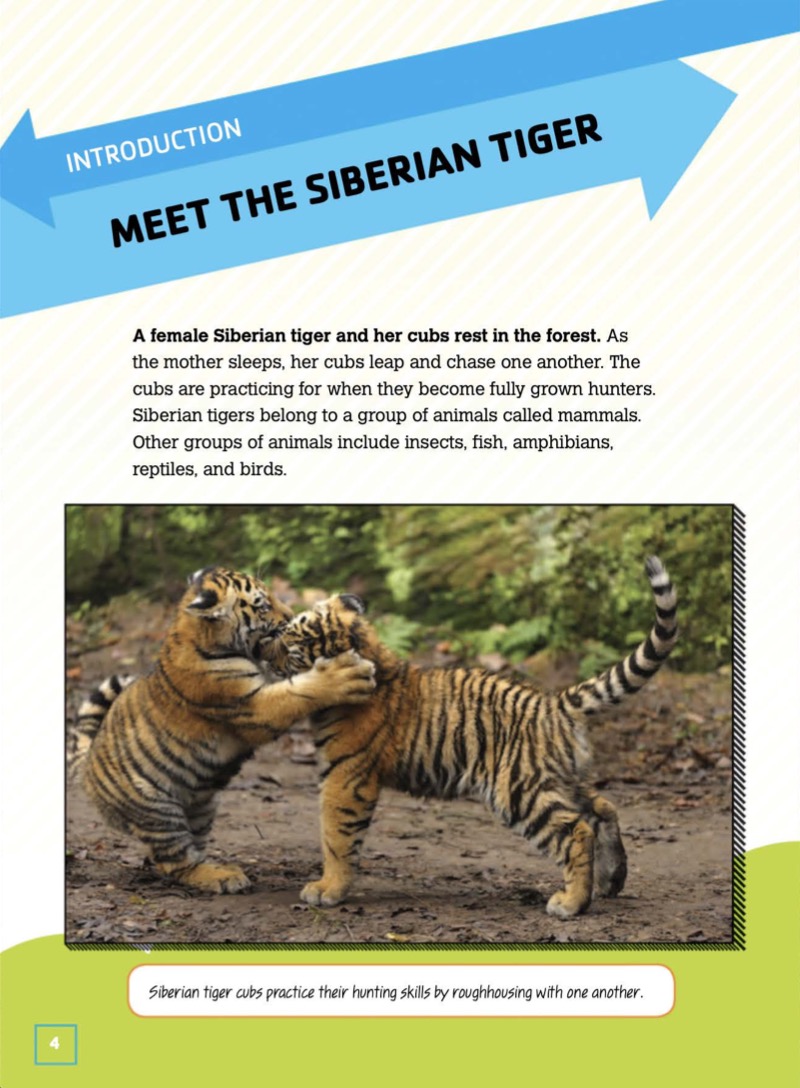 Siberian Tigers: Camouflaged Hunting Mammals — page 1