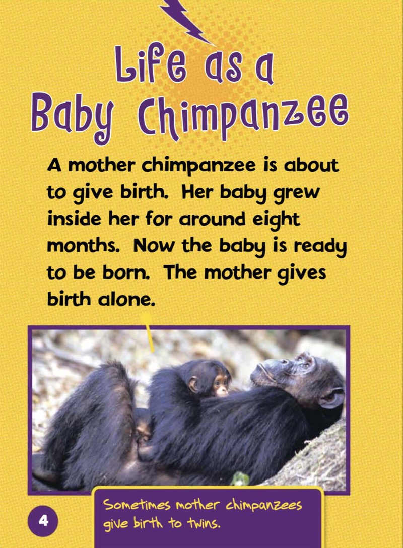 Meet a Baby Chimpanzee — page 1