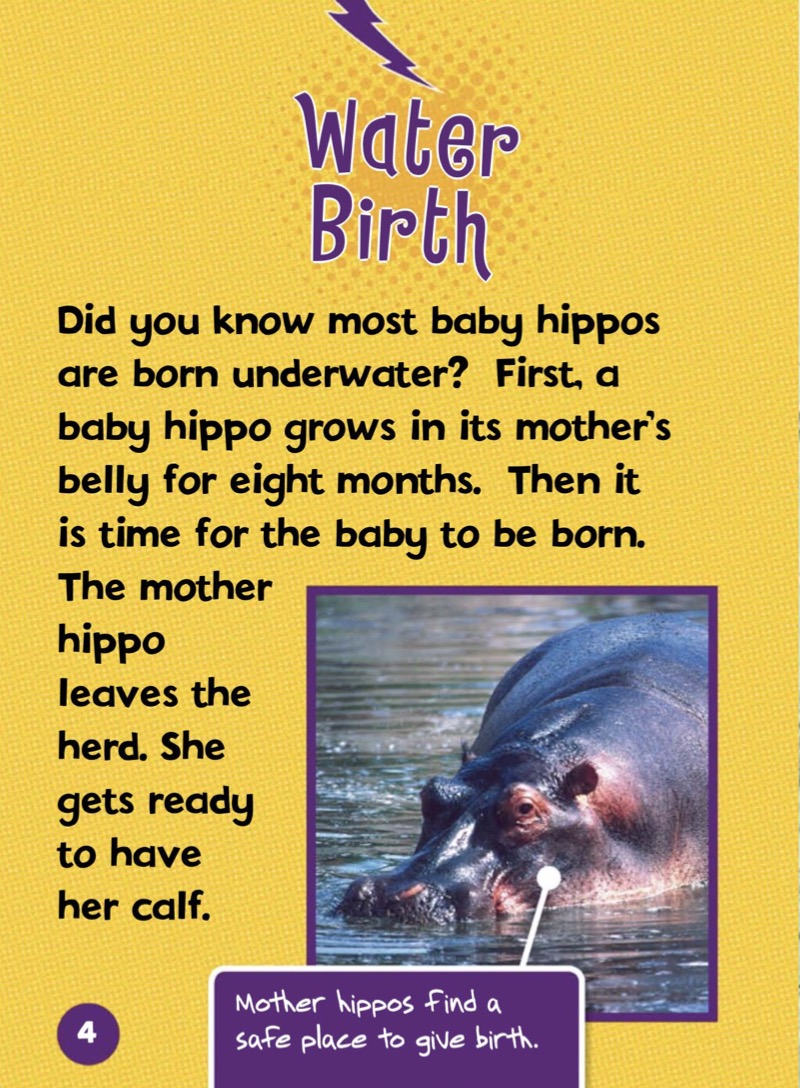 Meet a Baby Hippo — page 1