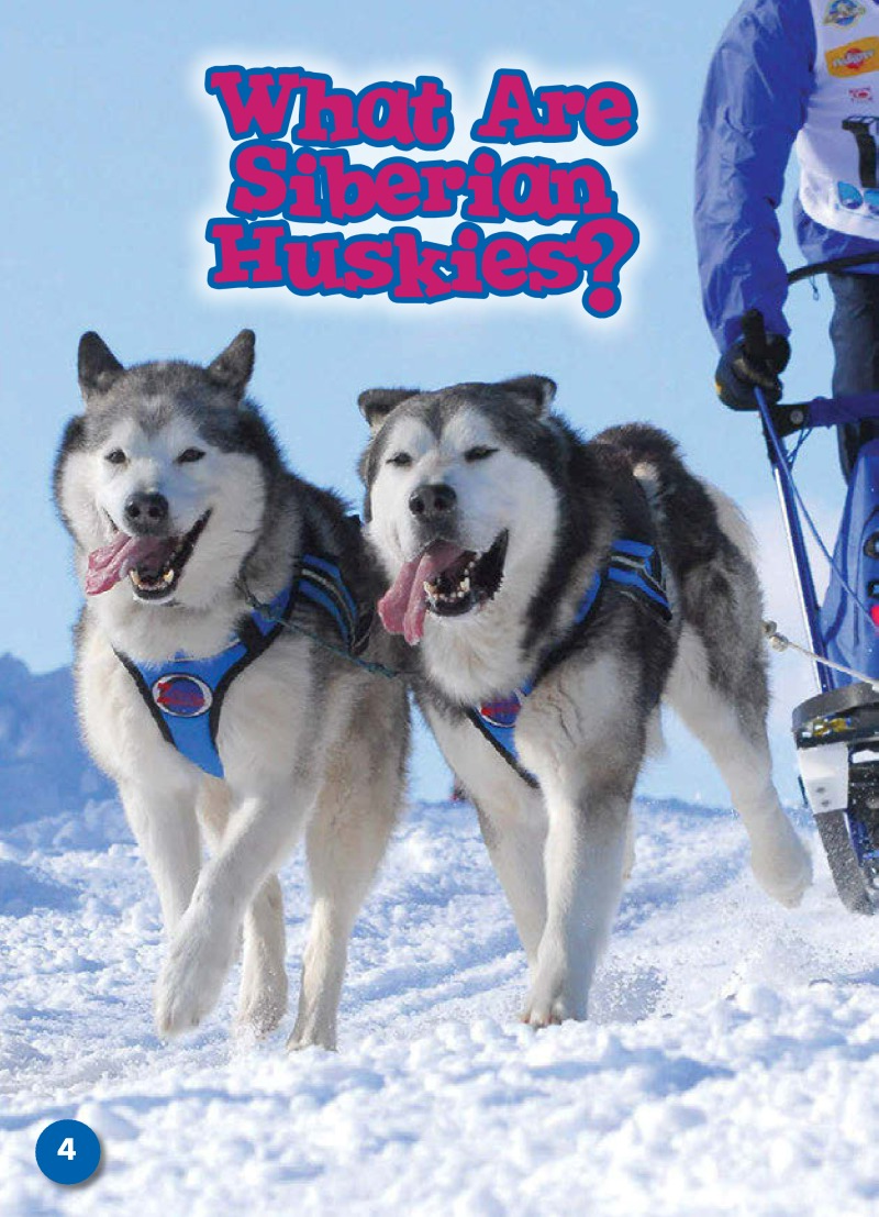 Siberian Huskies: Dog Breeds — page 1