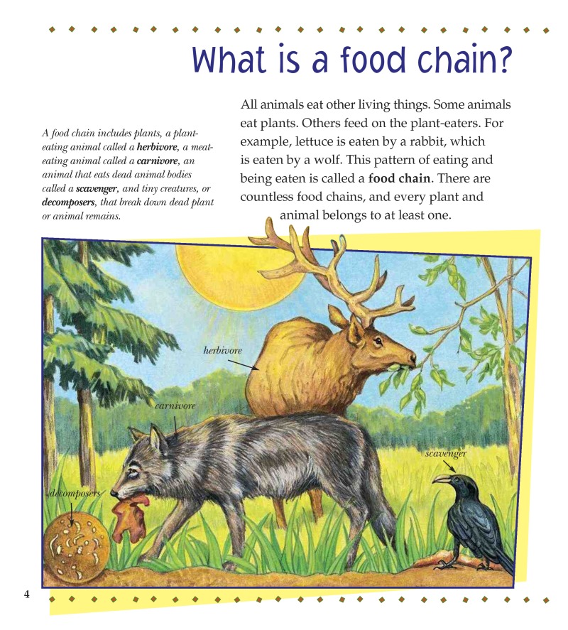 What are Food Chains and Webs? — page 1