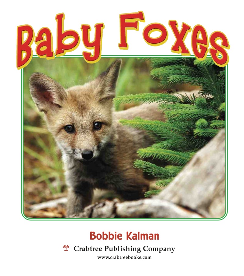 Baby Foxes book cover
