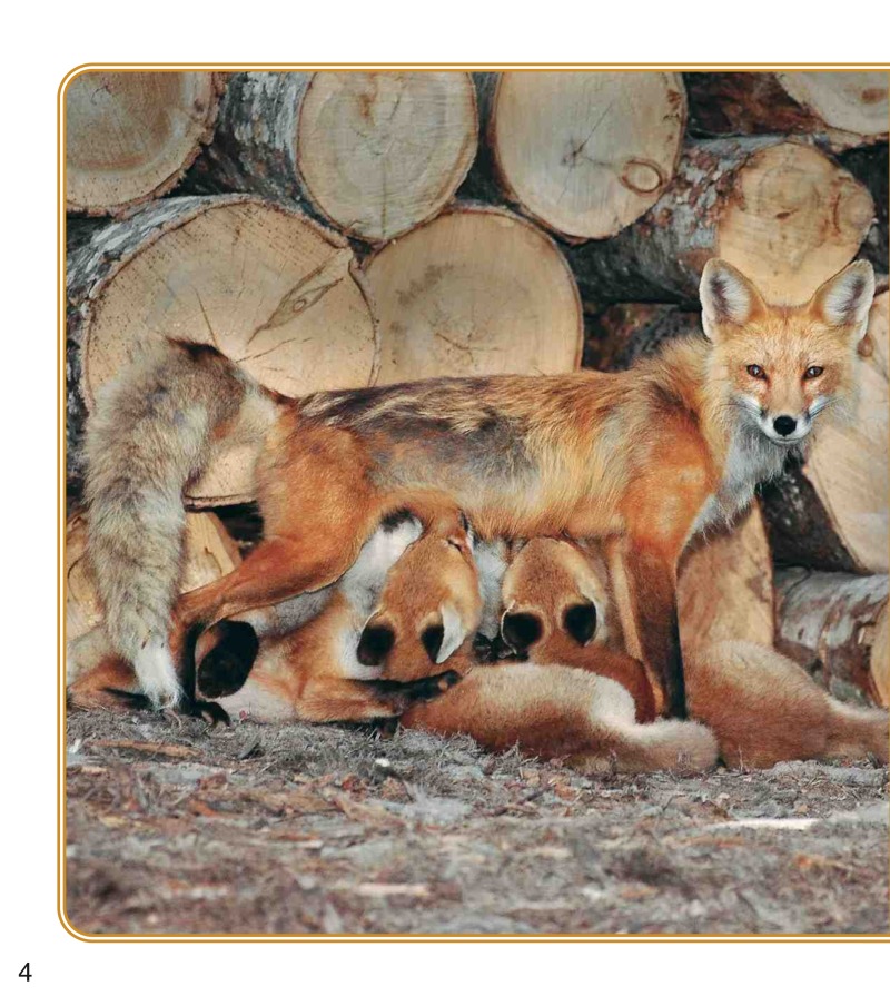 Baby Foxes — page 1