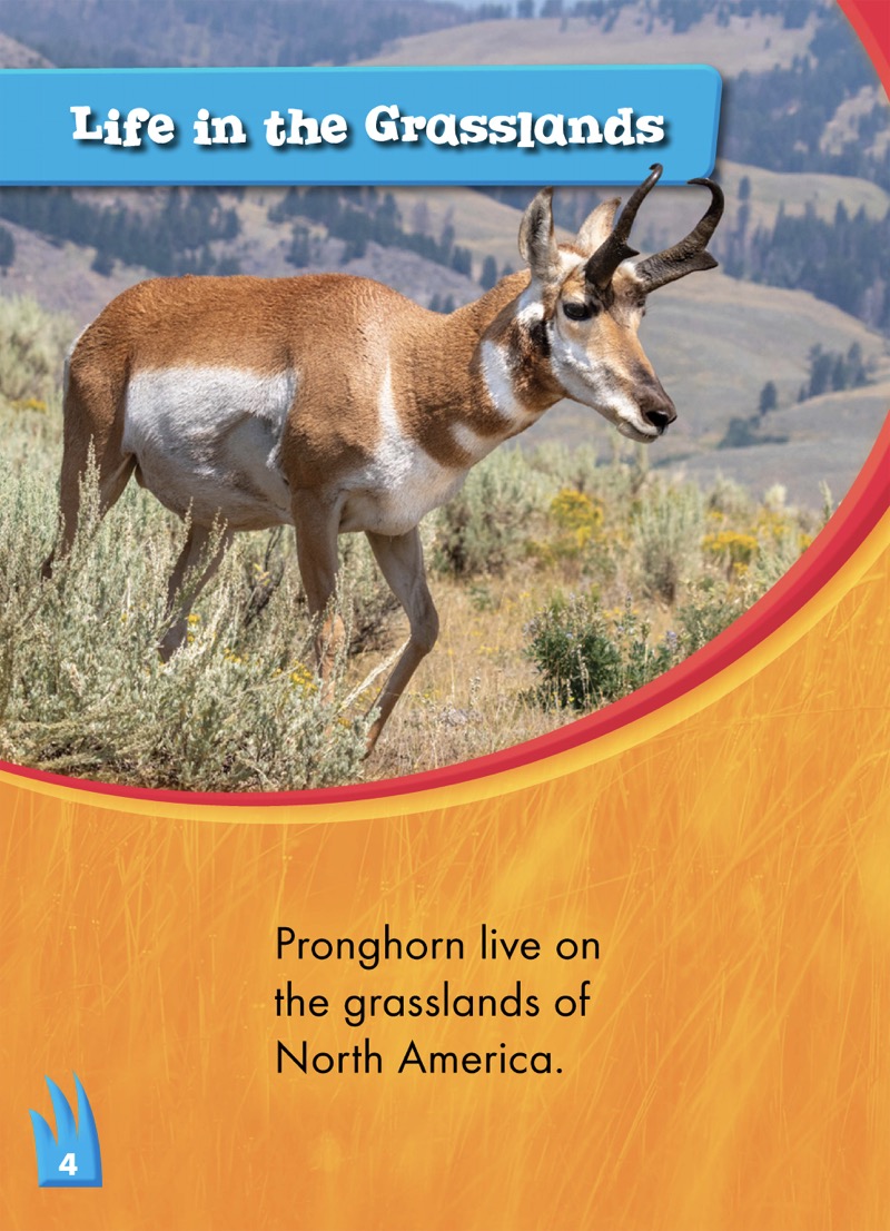 Animals of the Grasslands: Pronghorn — page 1