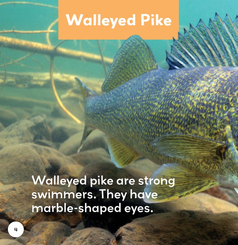 Freshwater Fish: Walleyed Pike — page 1