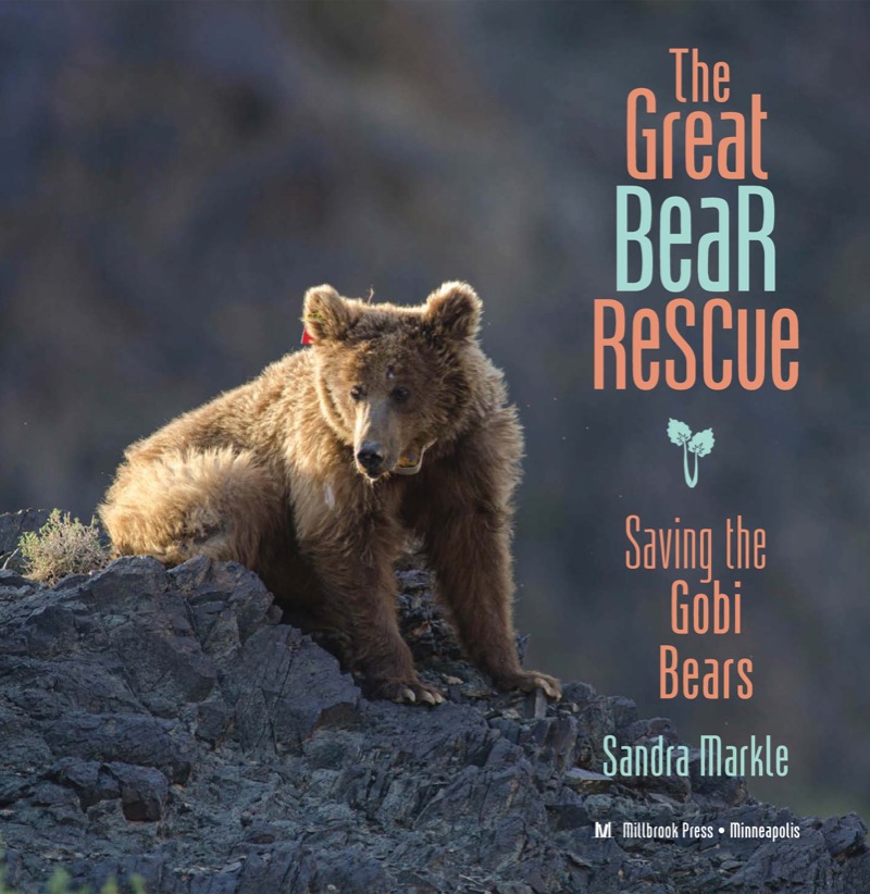 The Great Bear Rescue: Saving the Gobi Bears book cover